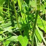 Prunella hastifolia Likasa