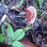 Pterostylis ophioglossa Çiçek