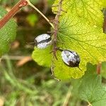 Ribes sanguineum Fruit