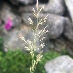 Trisetum flavescens Blomma
