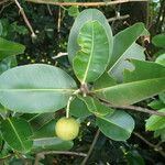 Calophyllum inophyllum Frugt