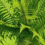 Dryopteris wallichiana ഇല