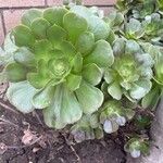 Aeonium arboreumFuelha