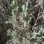 Artemisia tridentata Leaf