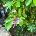 Grewia occidentalis Flor