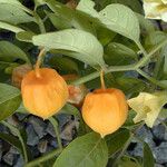 Physalis walteri 果實