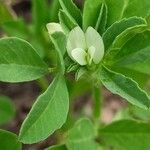 Trigonella foenum-graecum Flor