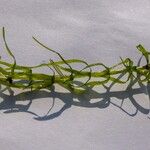 Elodea nuttallii Hoja