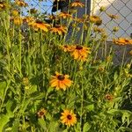 Rudbeckia fulgidaKwiat