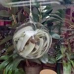 Tillandsia xerographicaFulla