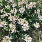 Saponaria caespitosa Flower