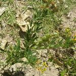 Crotalaria pumila Hábitos