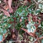 Azara microphylla Hoja