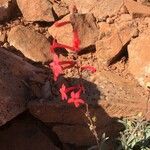 Penstemon utahensis Flor