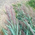 Phragmites australisFfrwyth