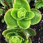 Sedum spurium 叶