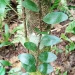 Microgramma vacciniifolia 葉