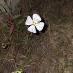 Oenothera tetraptera Blomma