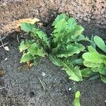 Sonchus radicatus Blad