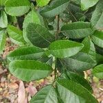 Elaeodendron croceum Leaf