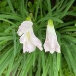 Zephyranthes robusta Flower