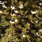 Ranunculus penicillatus Habit