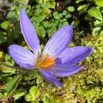 Crocus speciosusŽiedas