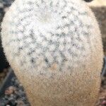 Mammillaria albilanata Ліст