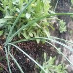 Narcissus gaditanus Leaf