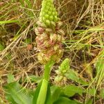 Orchis anthropophora 花