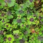 Oxalis tetraphylla Blad