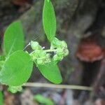Spiracantha cornifolia Virág