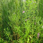 Epilobium hirsutum Vivejo