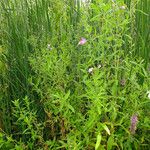 Epilobium hirsutum موطن