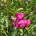 Lathyrus tuberosus फूल