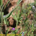 Legousia hybrida Sonstige