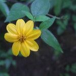 Wedelia fruticosa Flower