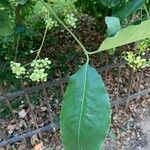 Euonymus carnosus Leaf