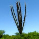 Chloris virgata Fruit