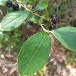 Aronia arbutifolia Feuille