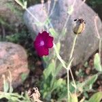 Silene coronaria 花