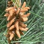 Pinus nigra Цветок