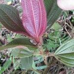 Clidemia mortoniana Otro