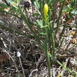 Chrysojasminum fruticans Cortiza