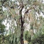 Eucalyptus sideroxylon Habitus