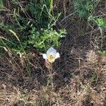 Calochortus leichtlinii Flower