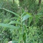 Arundinaria gigantea Blatt