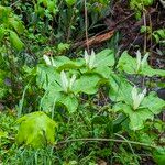 Trillium chloropetalumFloro