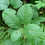 Rubus condensatus Other