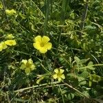 Oxalis pes-capraeFlower